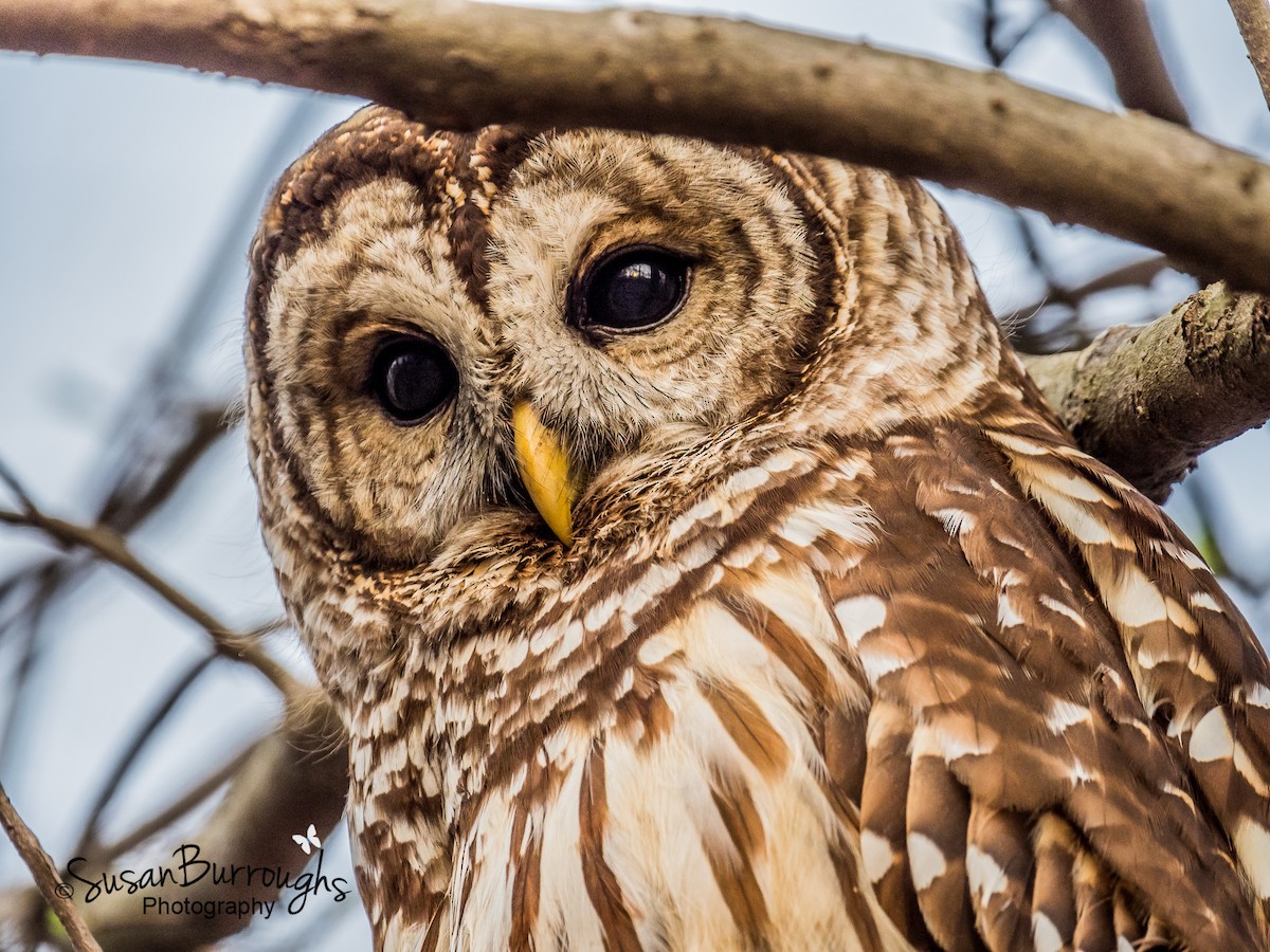 Barred Owl - ML91924501