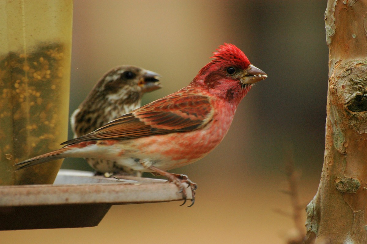 Purple Finch - Liam Wolff