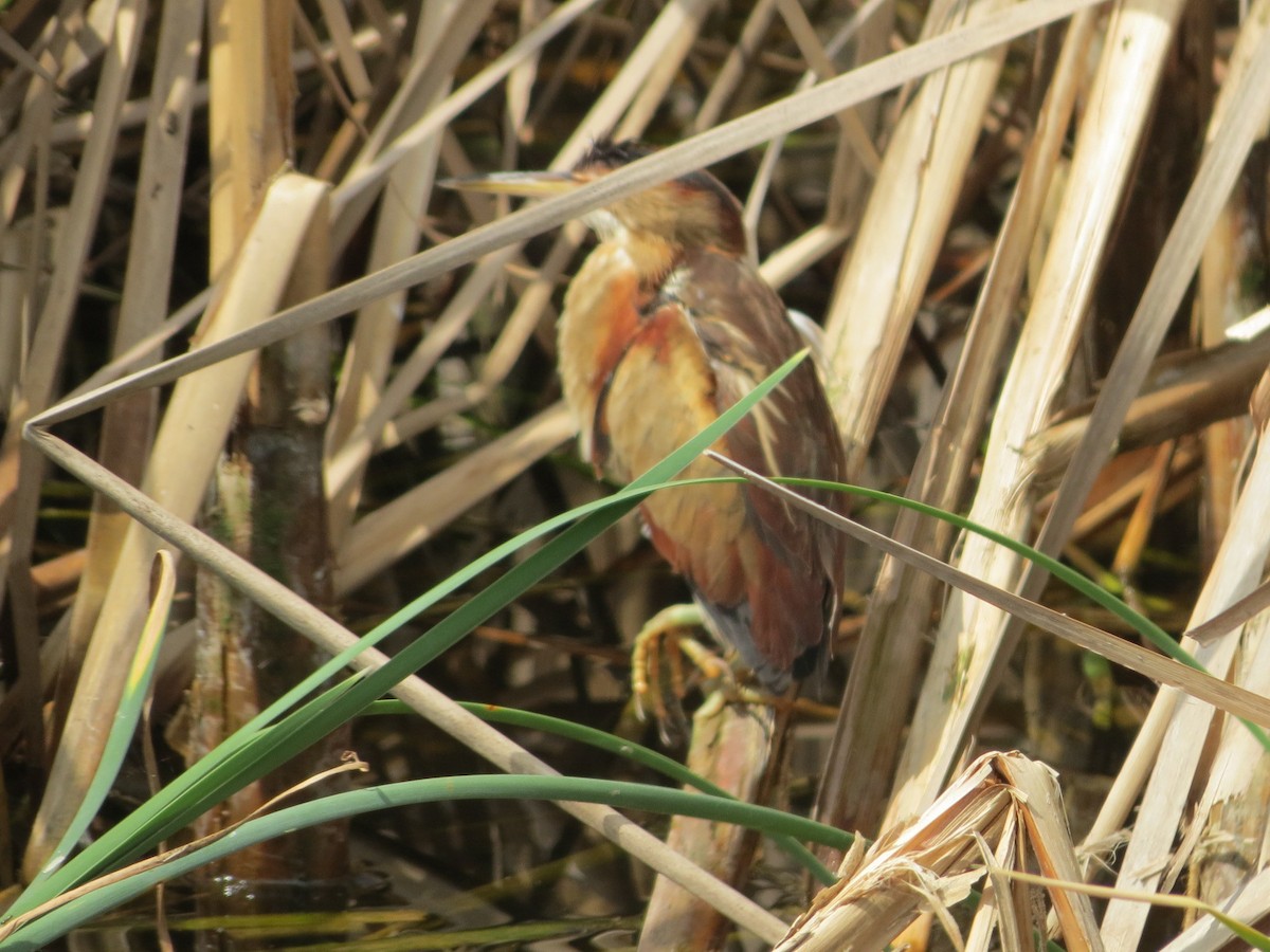 Least Bittern - ML91924961