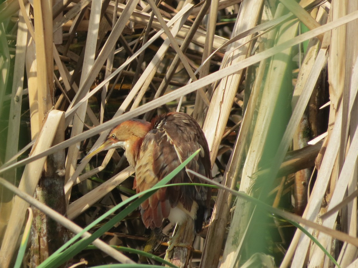 Least Bittern - ML91925011