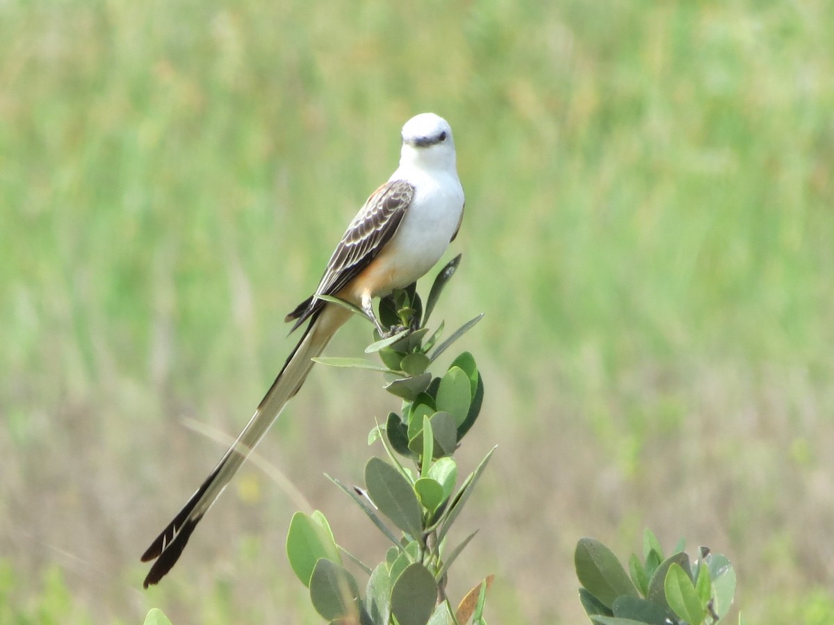 Scissor-tailed Flycatcher - ML91925111