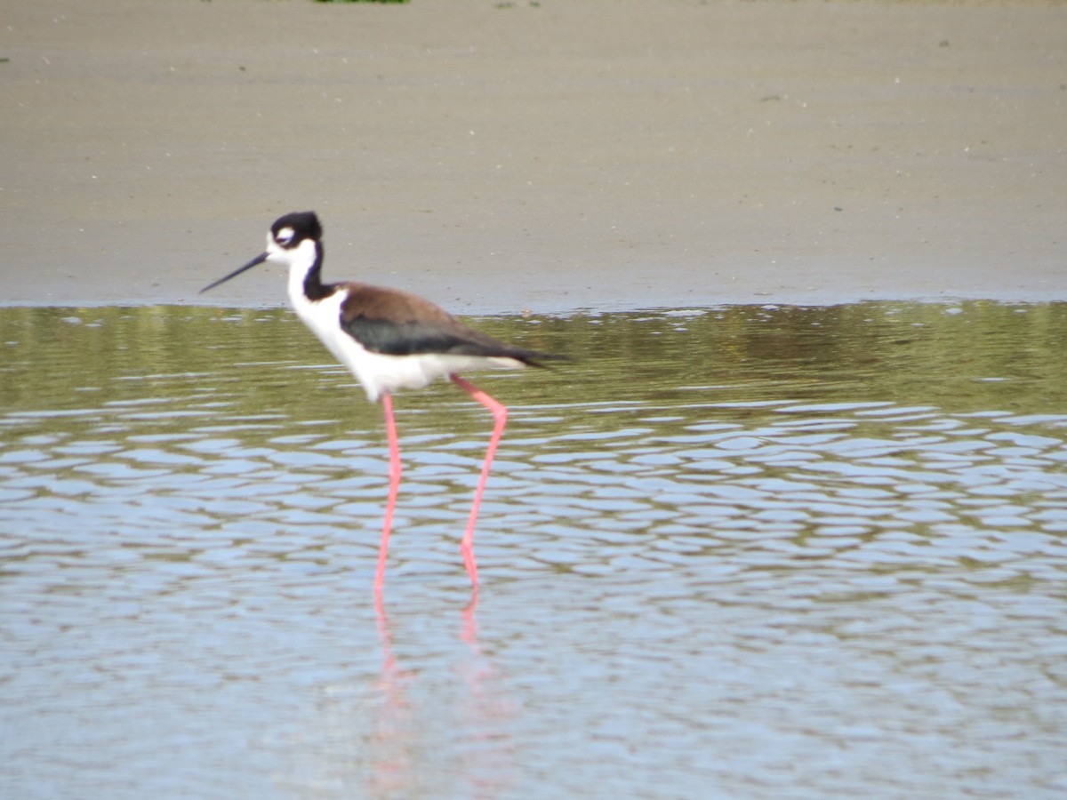 Black-necked Stilt - ML91925941