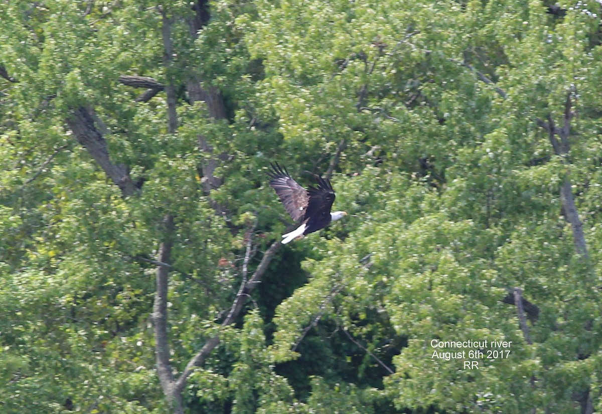 Bald Eagle - Rocky Rhoads