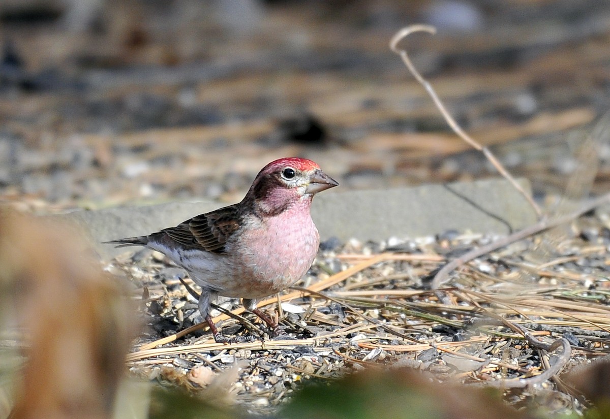 Cassin's Finch - Shari M.