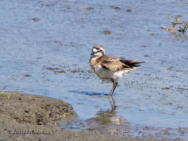 Kittlitz's Plover - ML91927491