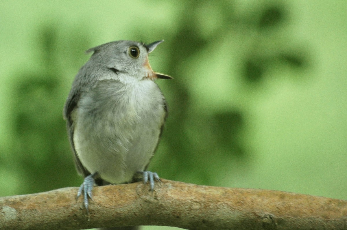 Tufted Titmouse - ML91927811