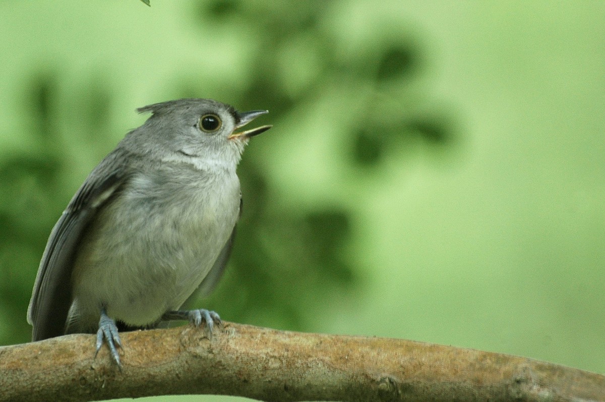 Tufted Titmouse - Liam Wolff