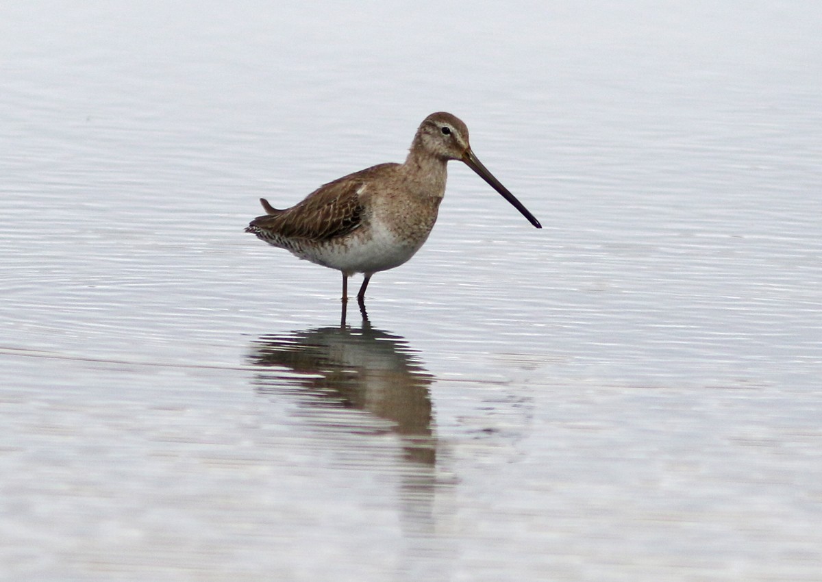 Long-billed Dowitcher - ML91927891