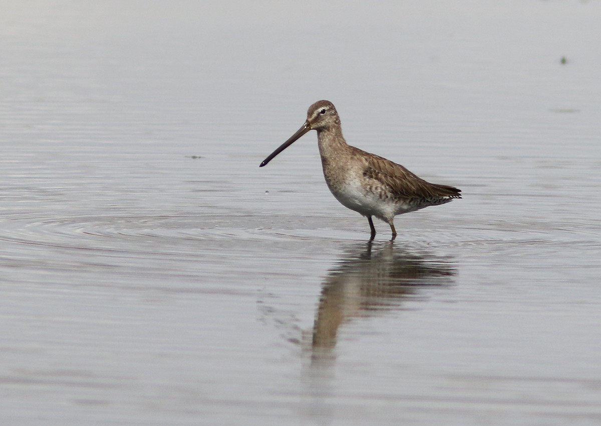 Long-billed Dowitcher - ML91927901