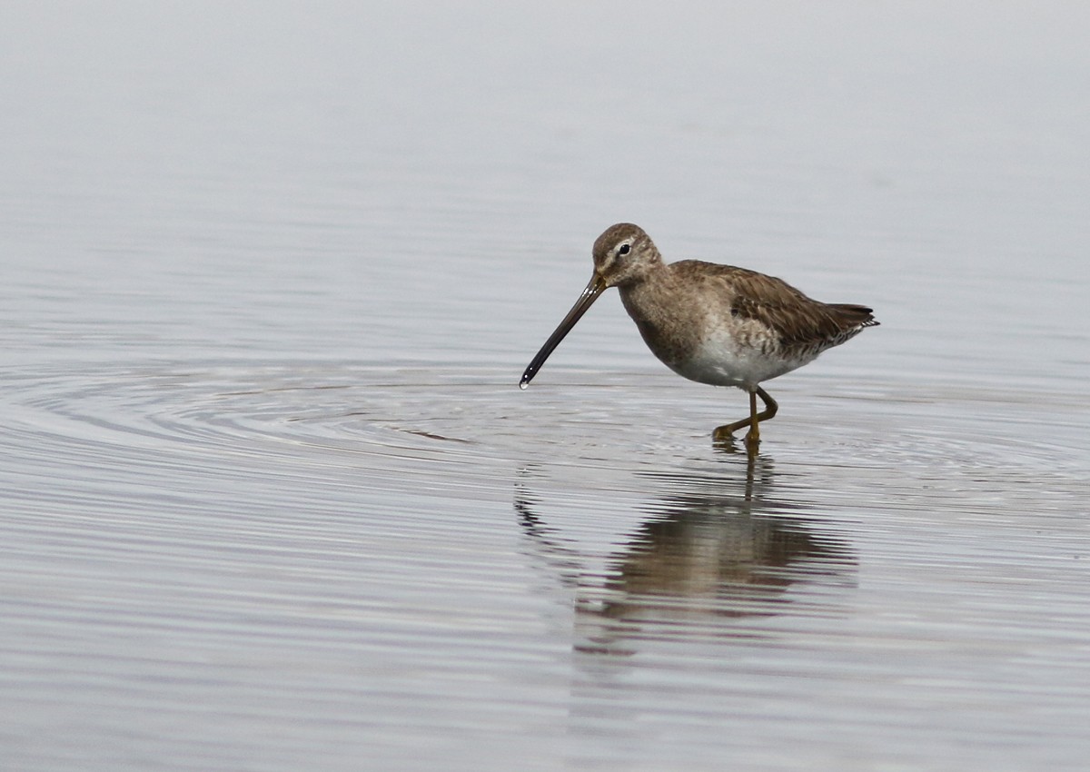 Long-billed Dowitcher - ML91927911