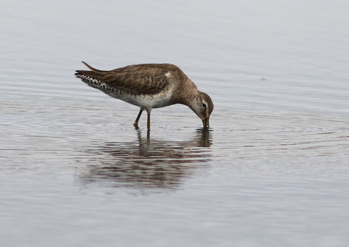 Long-billed Dowitcher - ML91927921