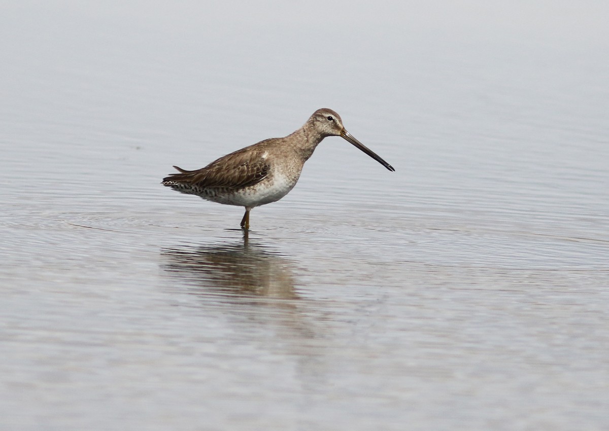 Long-billed Dowitcher - ML91927951