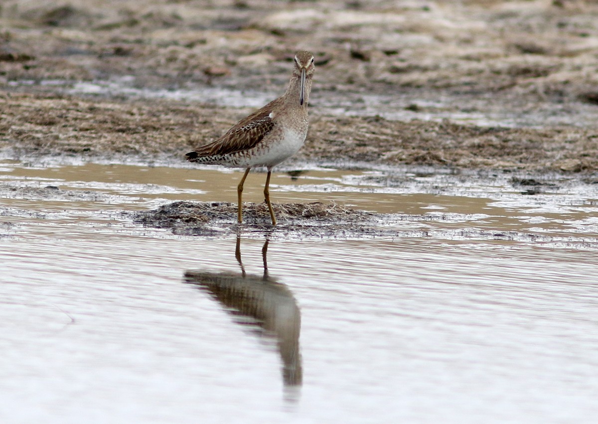 Long-billed Dowitcher - ML91927961