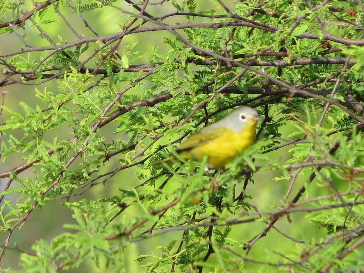 Nashville Warbler - ML91928551