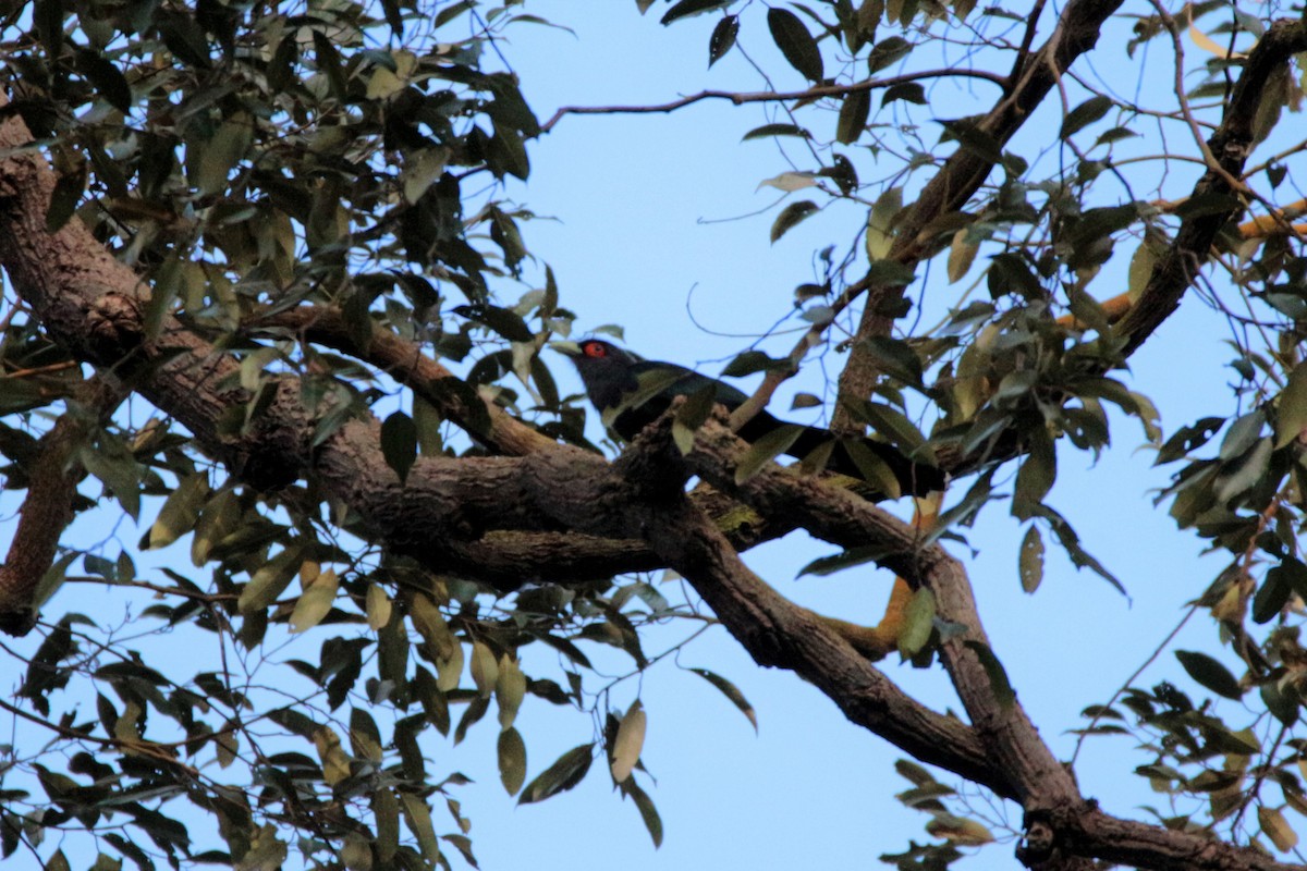 Chestnut-bellied Malkoha - Fadzrun A.