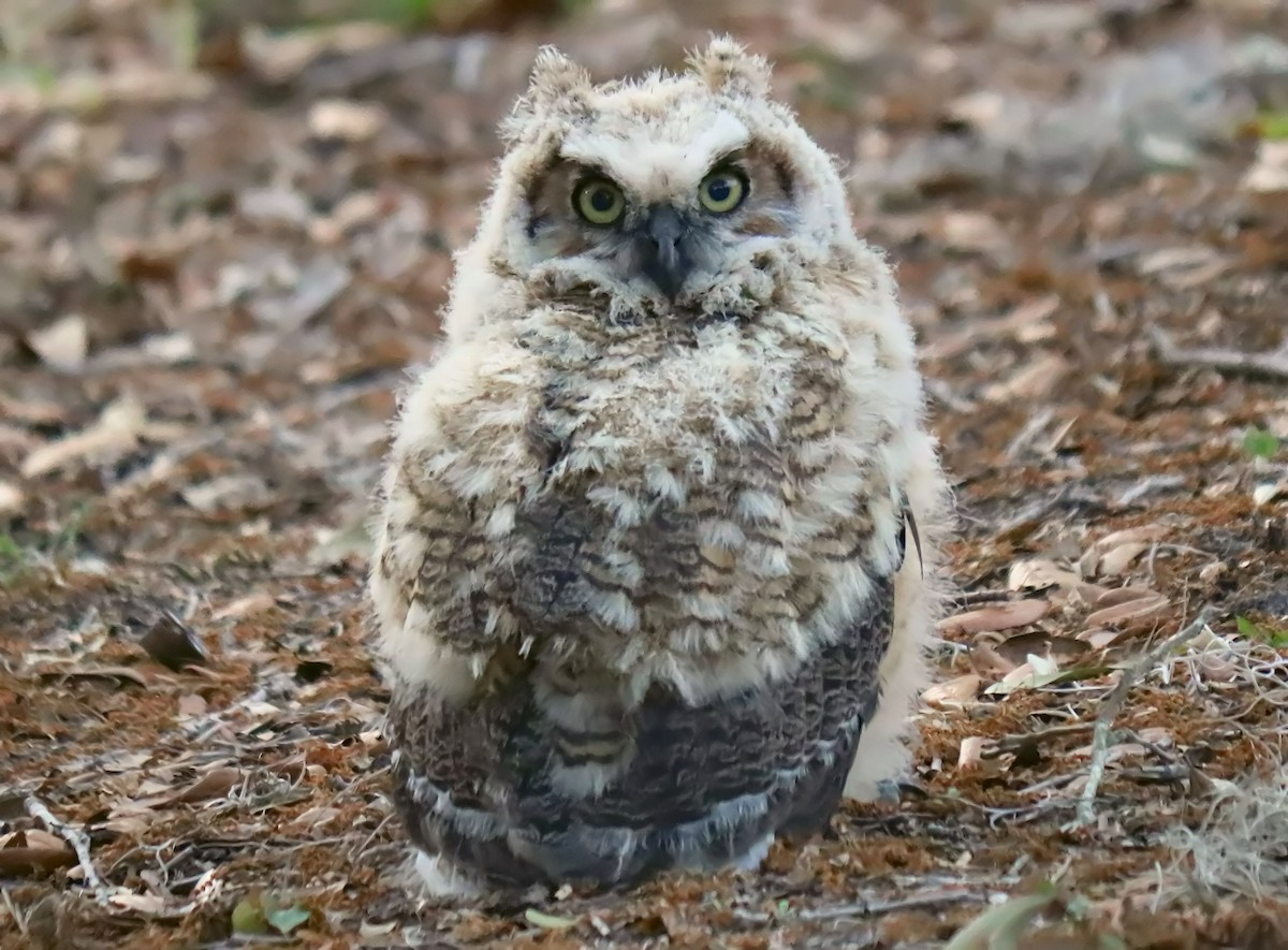 Great Horned Owl - Roberta Blair
