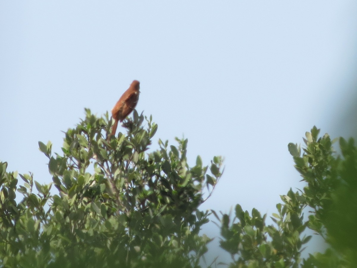 Brown Thrasher - ML91929771