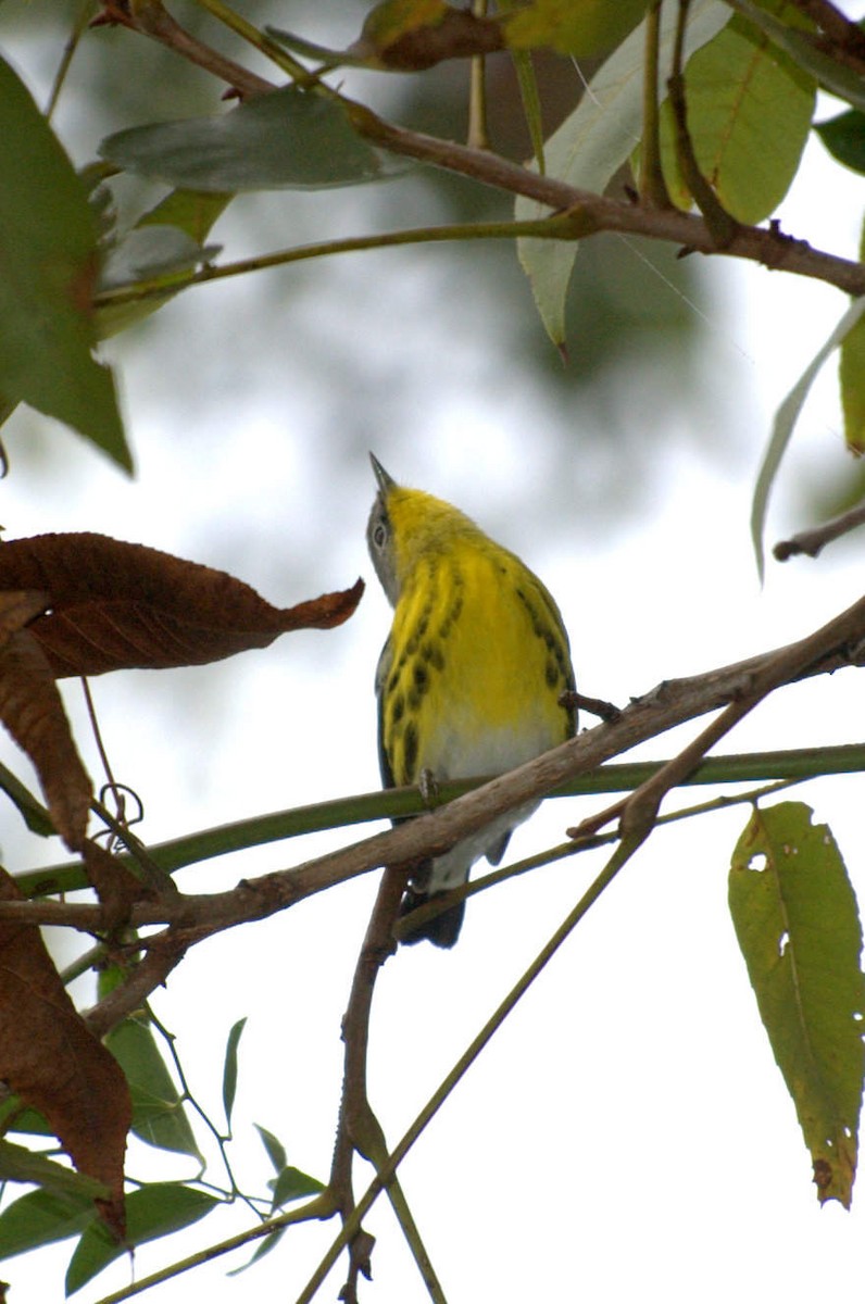 Magnolia Warbler - ML91929901