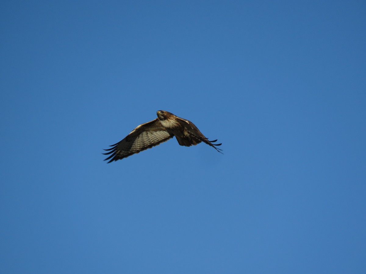 Red-tailed Hawk - Kai Frueh