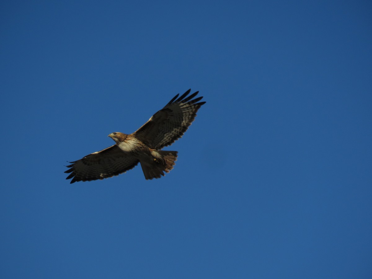 Red-tailed Hawk - Kai Frueh