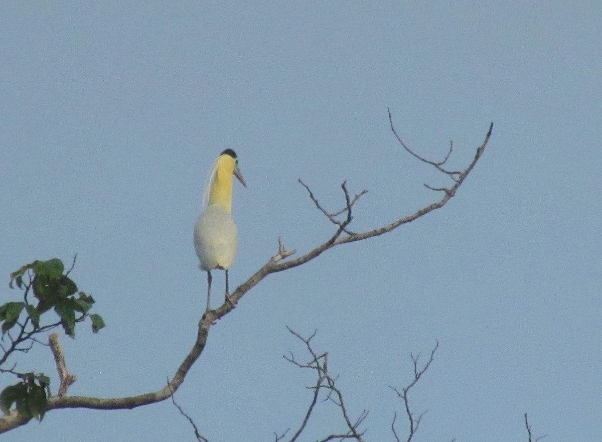 Capped Heron - ML91931811