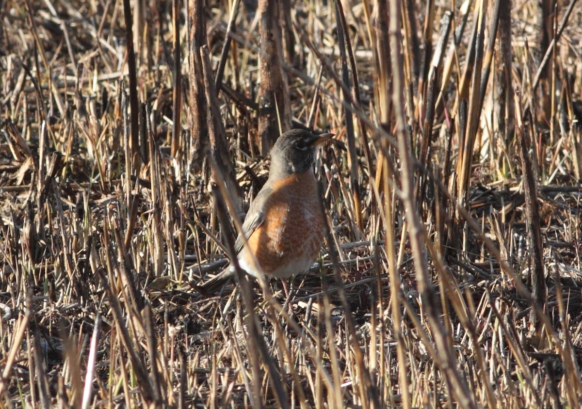 American Robin - ML91934251