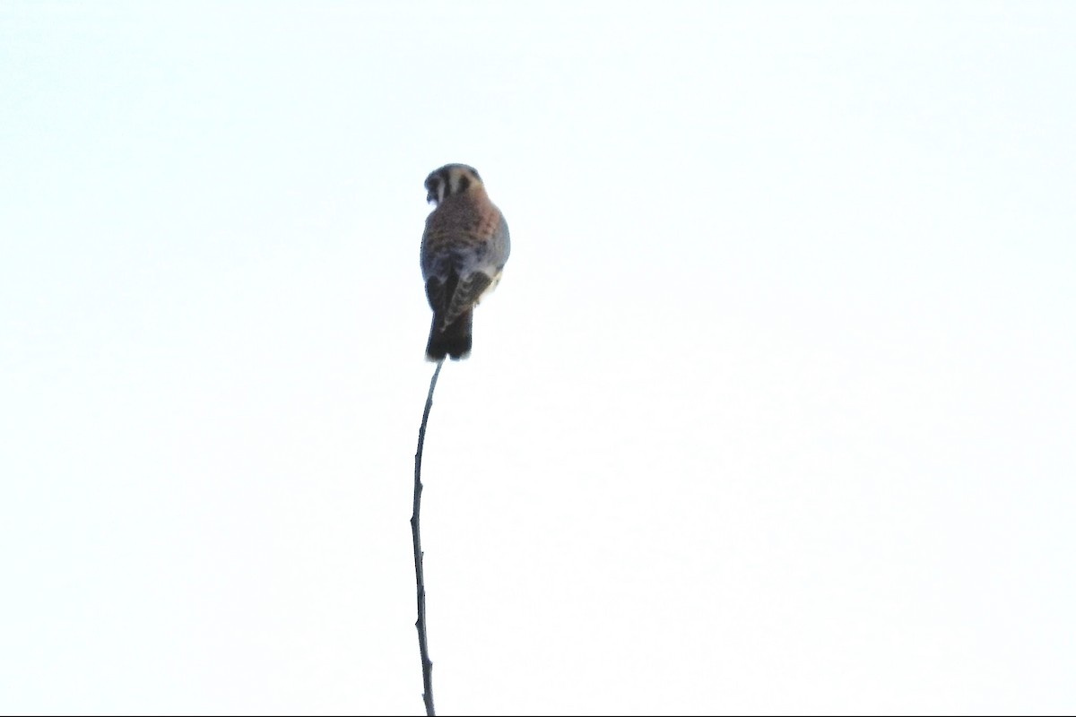 American Kestrel - ML91935521