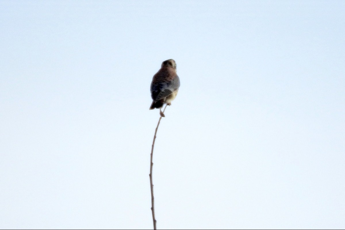 American Kestrel - ML91935531