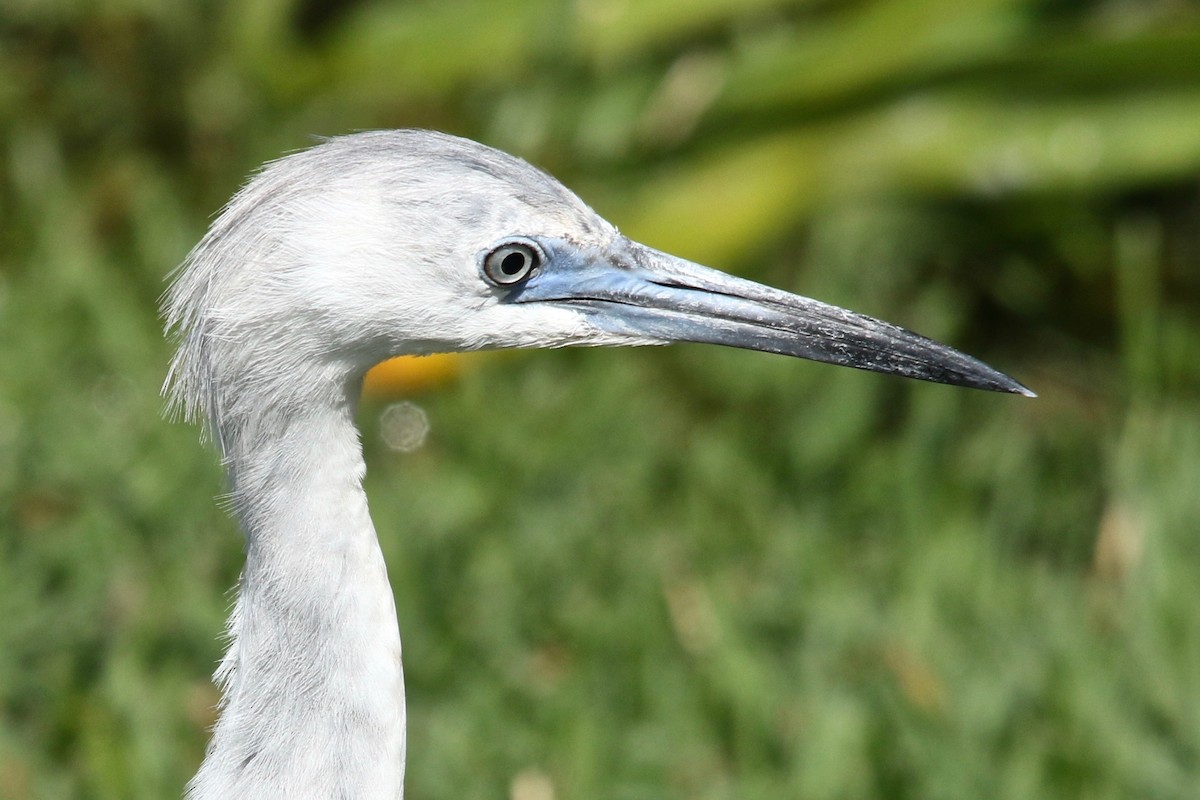 Little Blue Heron - ML91936651