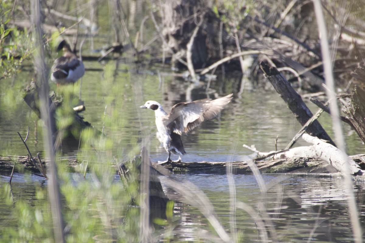 Long-tailed Duck - Mike Wittmer