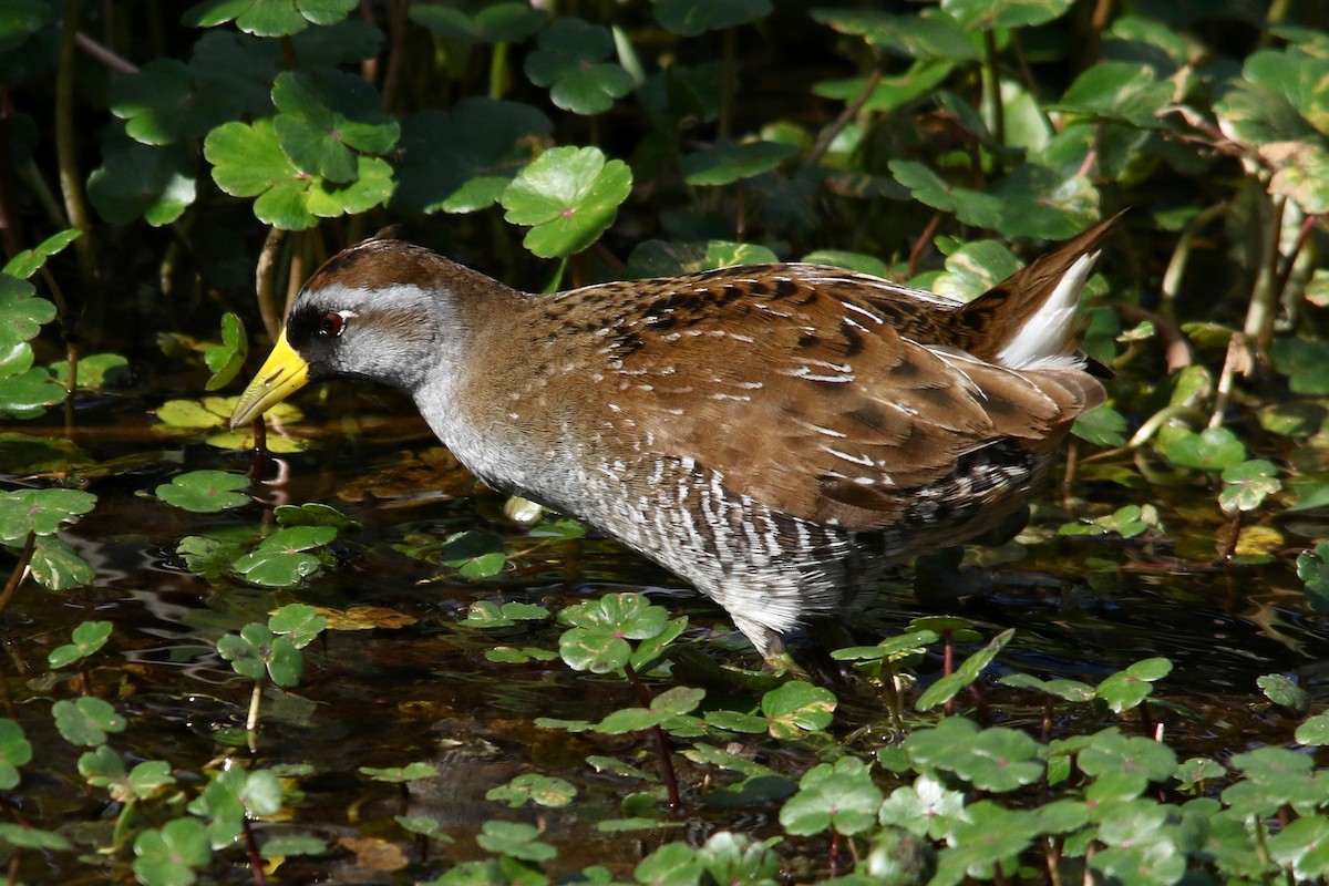 Polluela Sora - ML91936911