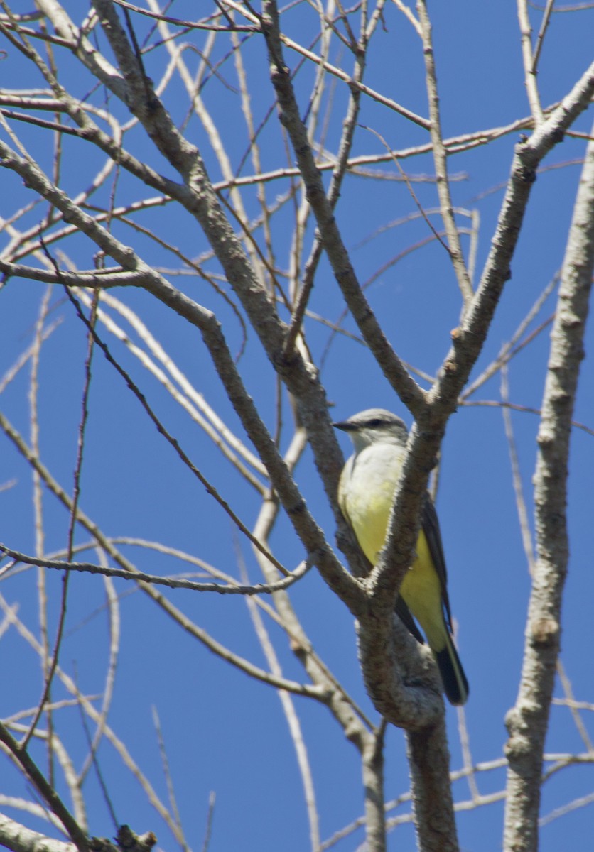 Western Kingbird - ML91937261