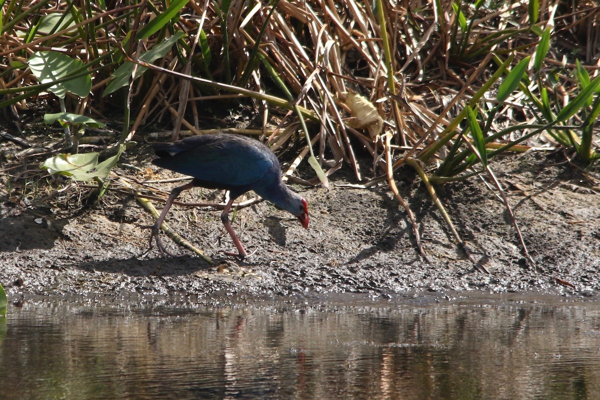 Gray-headed Swamphen - ML91937271