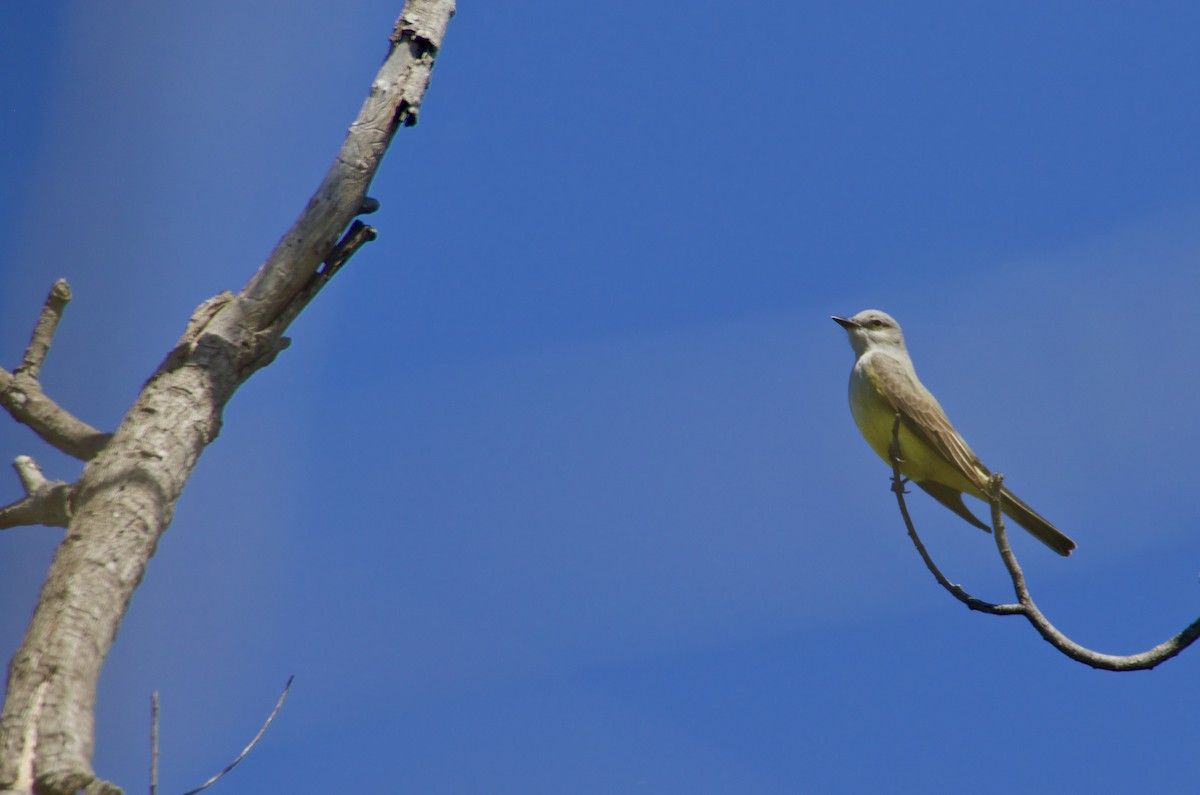 Western Kingbird - Mike Wittmer