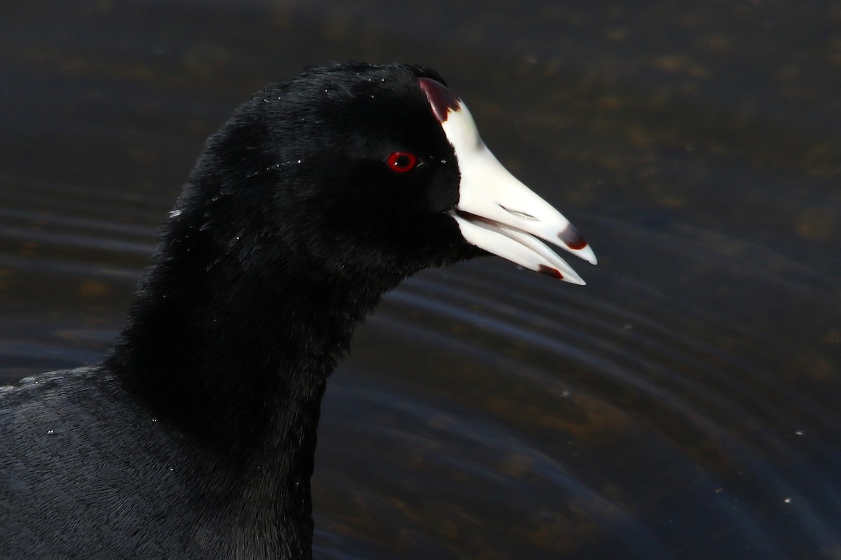 American Coot - Benjamin Hack