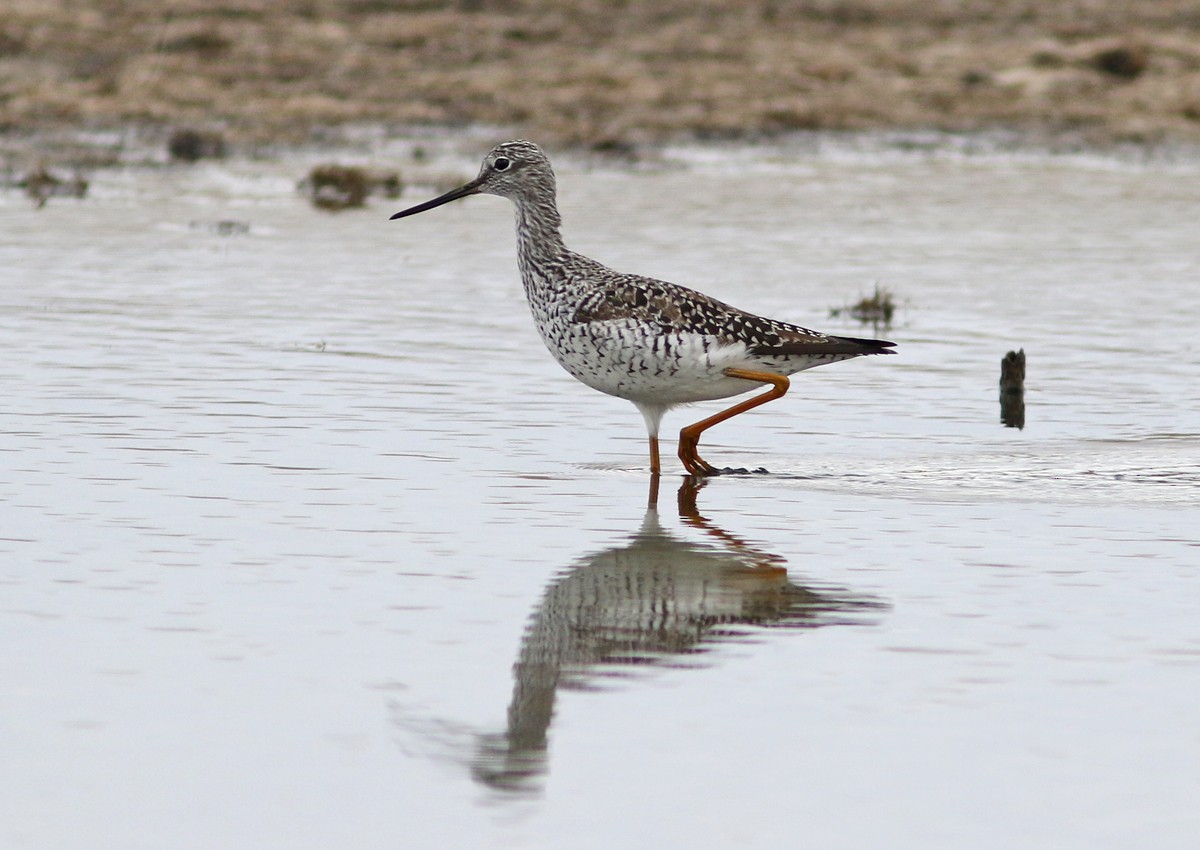 Greater Yellowlegs - ML91937621