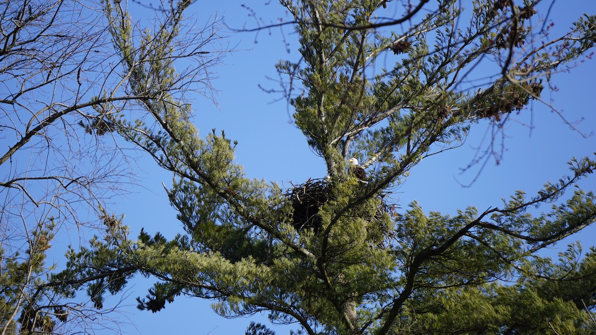 Bald Eagle - ML91937681