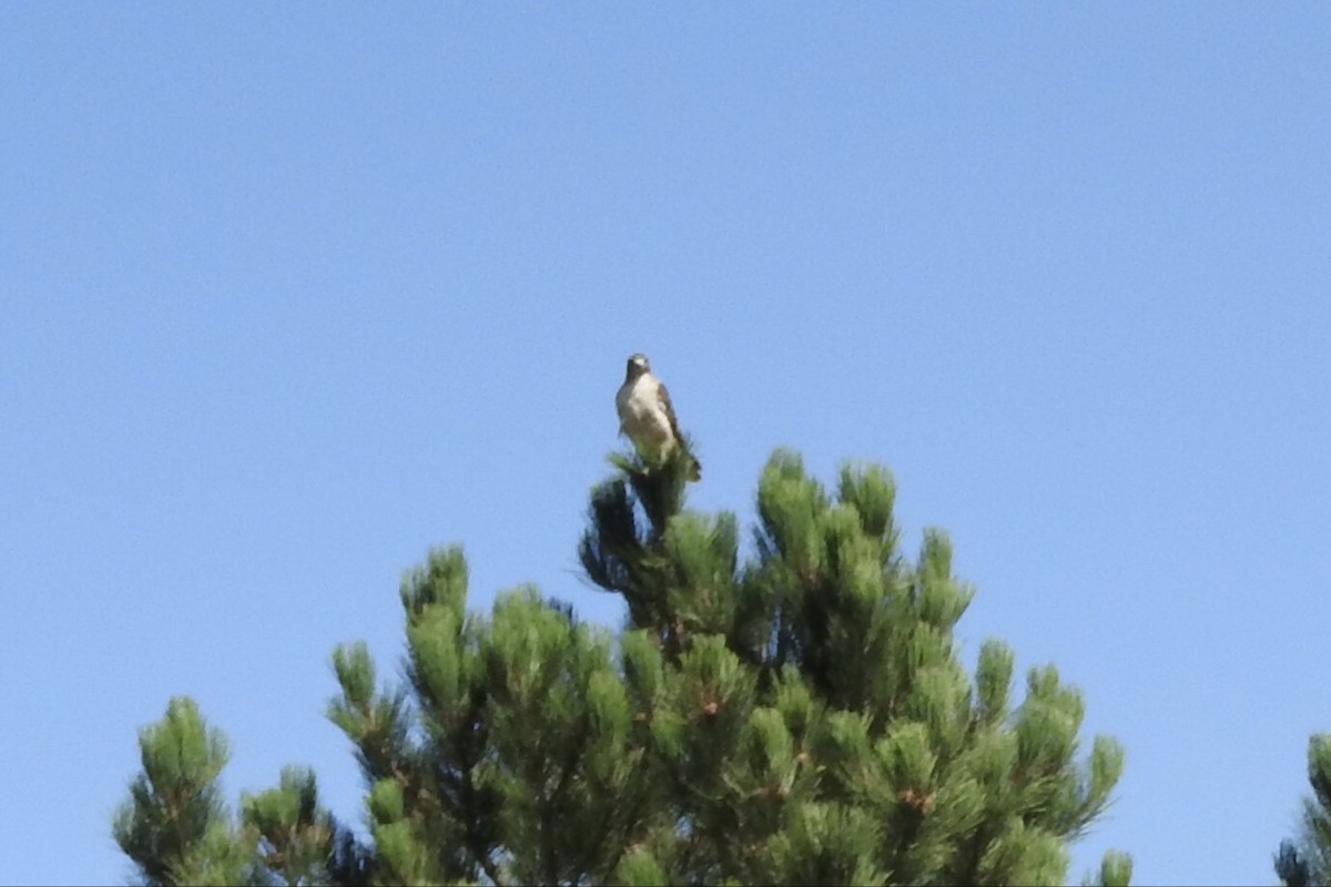 Red-tailed Hawk - ML91937801