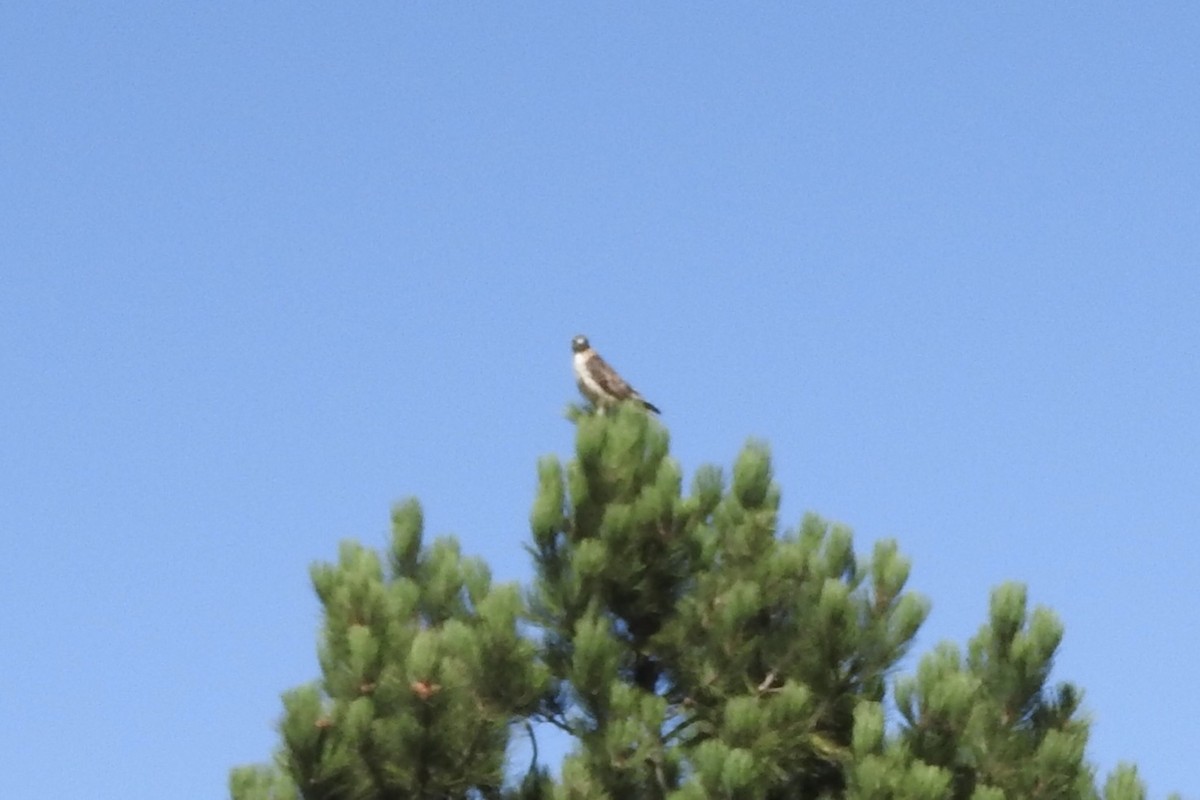 Red-tailed Hawk - ML91937831
