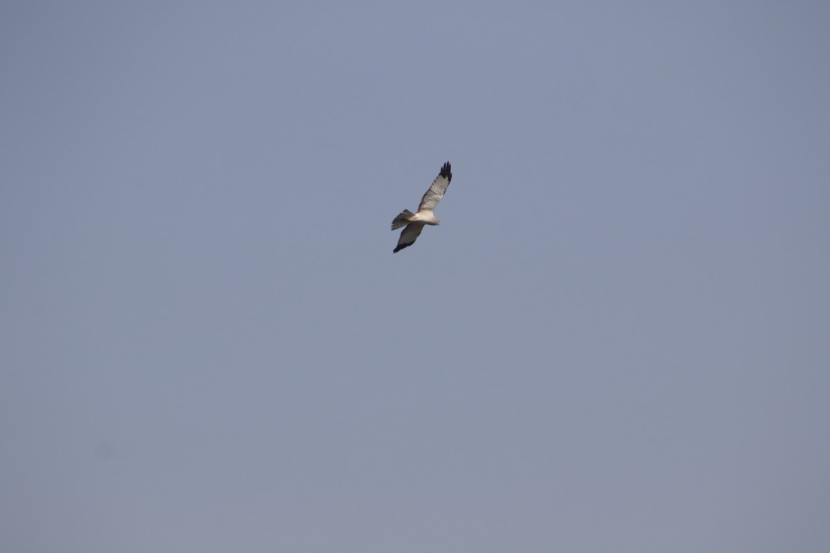 Northern Harrier - ML91938161