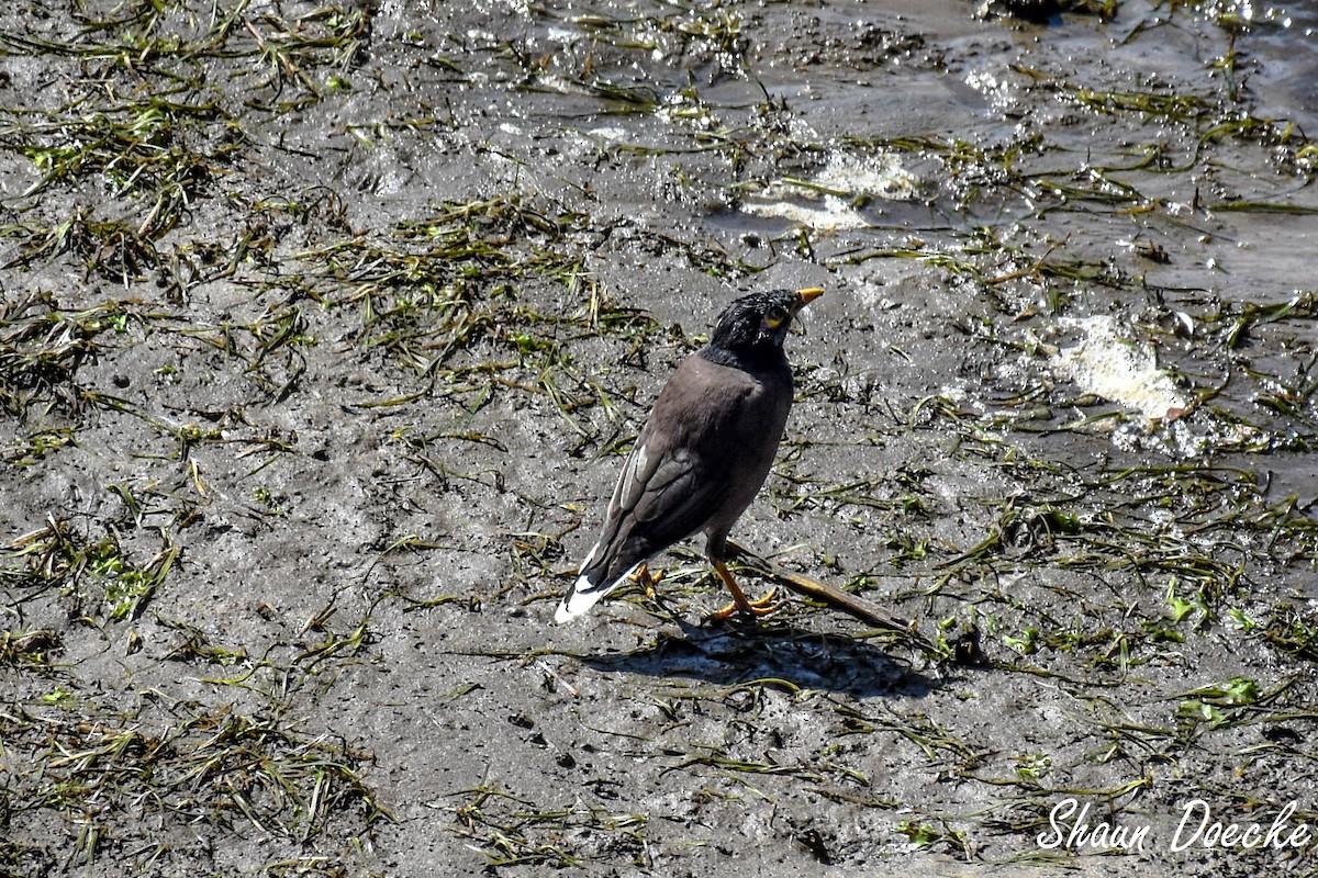 Common Myna - Shaun Doecke