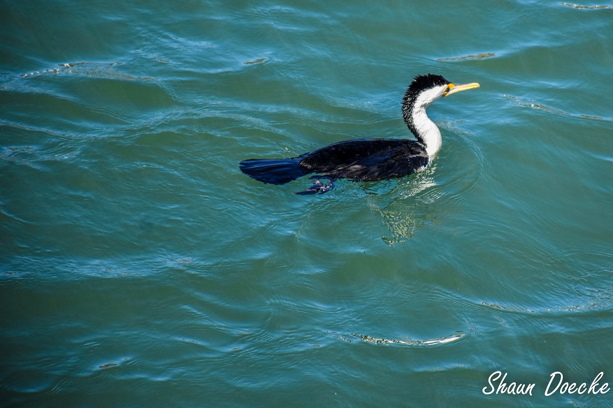 Cormoran varié - ML91938311