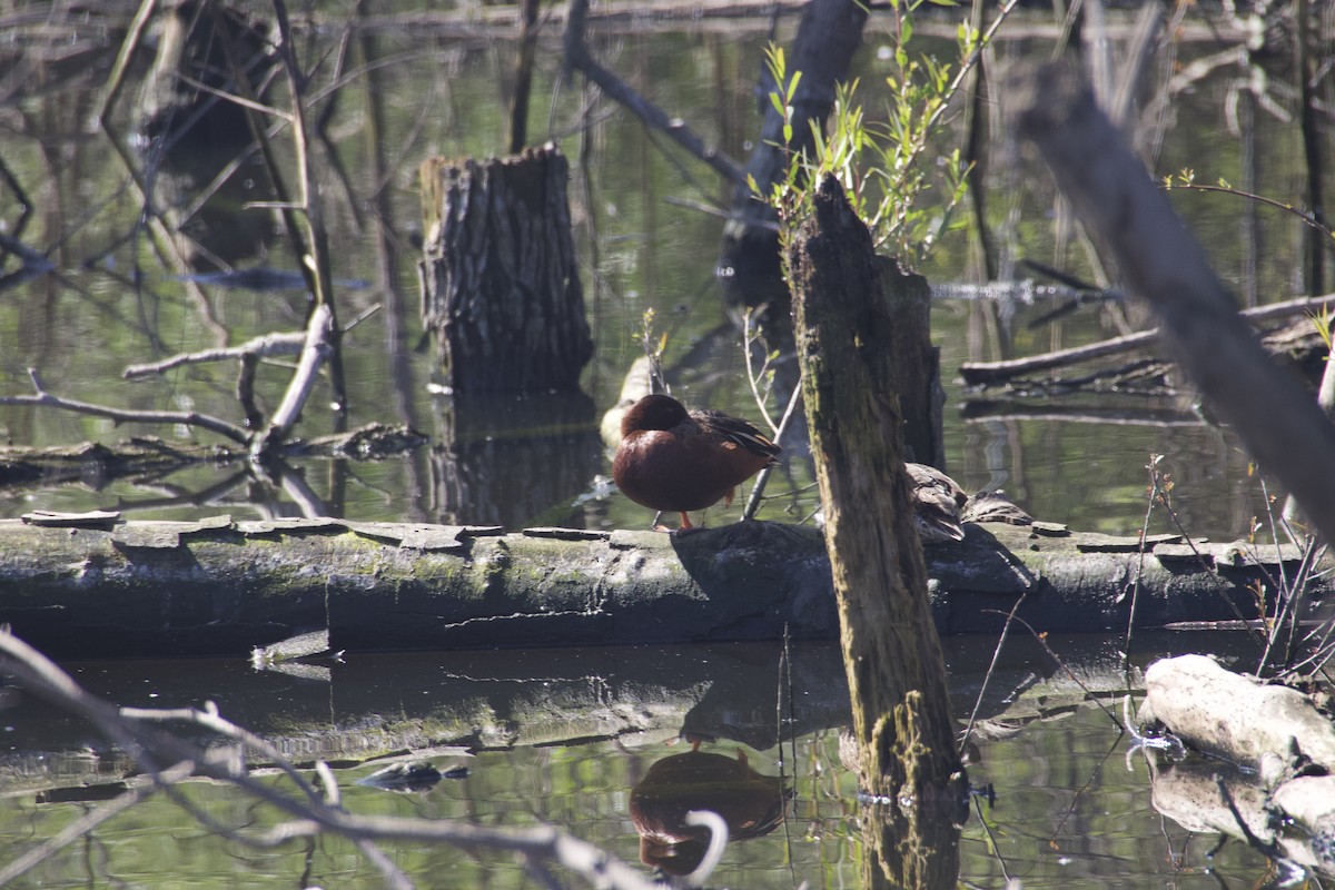 Cinnamon Teal - ML91938411