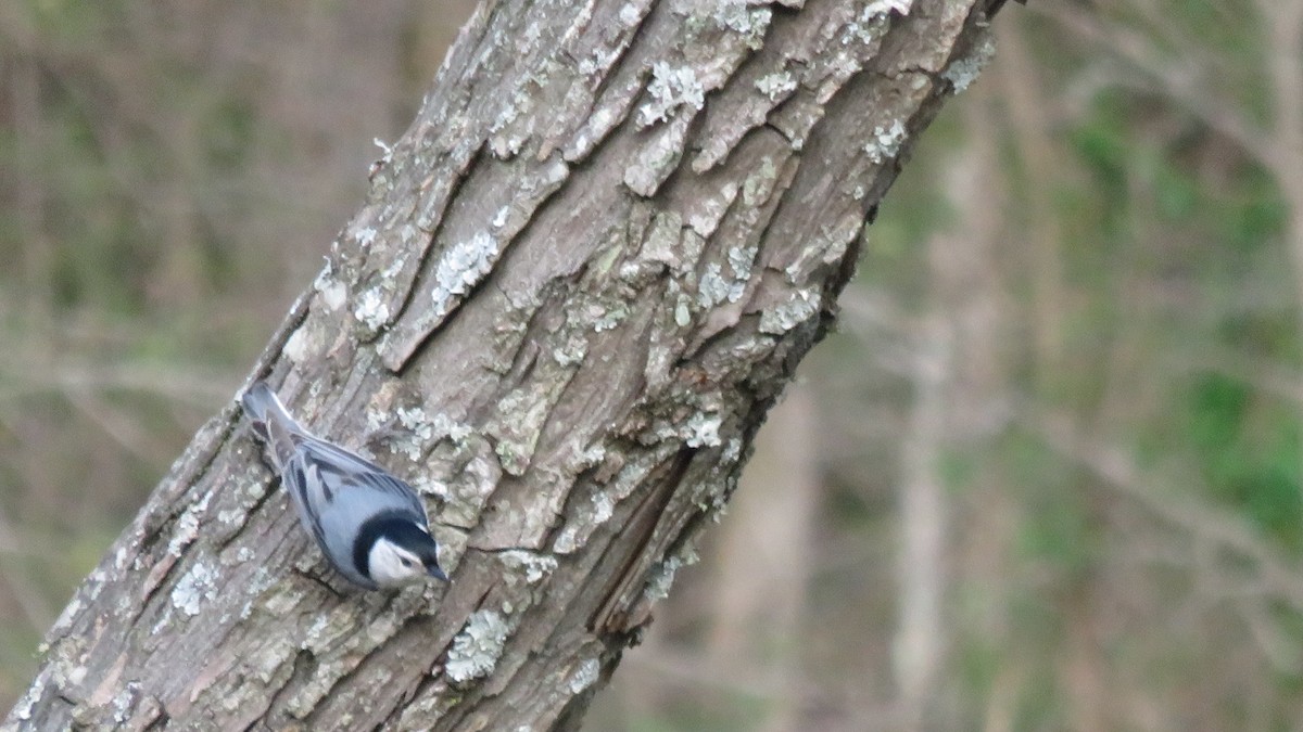 White-breasted Nuthatch - Fran Loyd