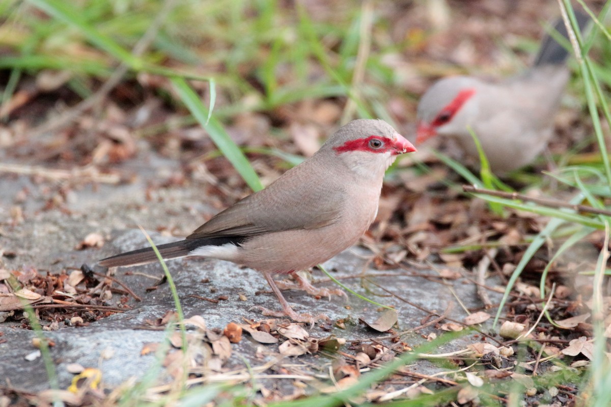 Black-rumped Waxbill - ML91939671