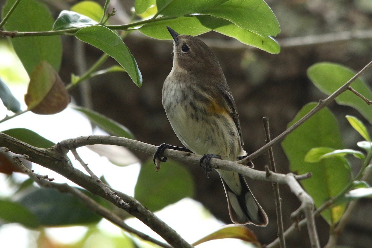 Yellow-rumped Warbler - ML91939791