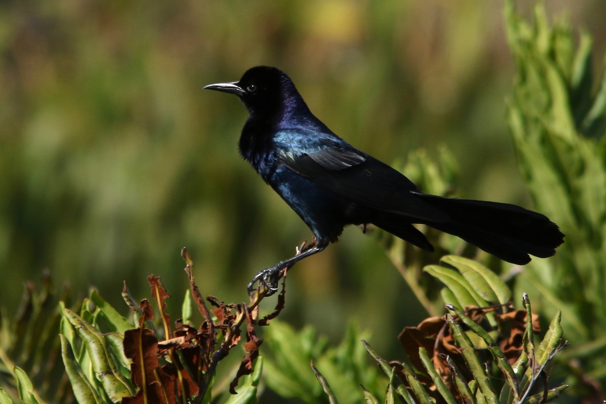 Boat-tailed Grackle - ML91939991