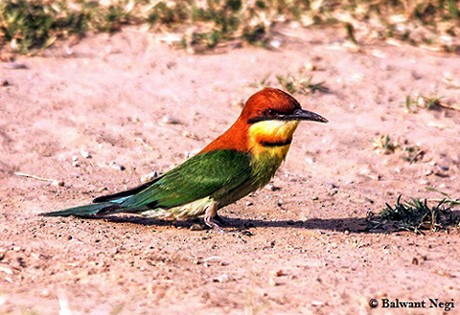 Chestnut-headed Bee-eater - ML91940951