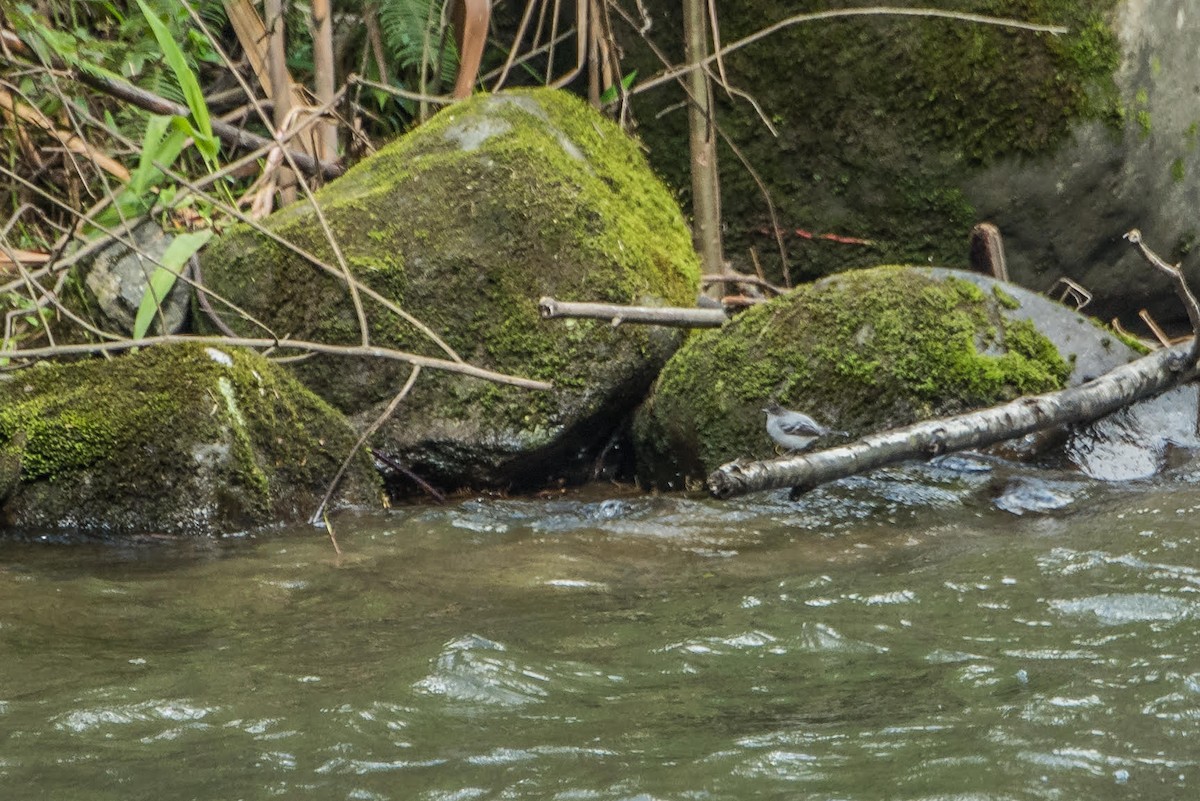 Torrent Tyrannulet - ML91943641