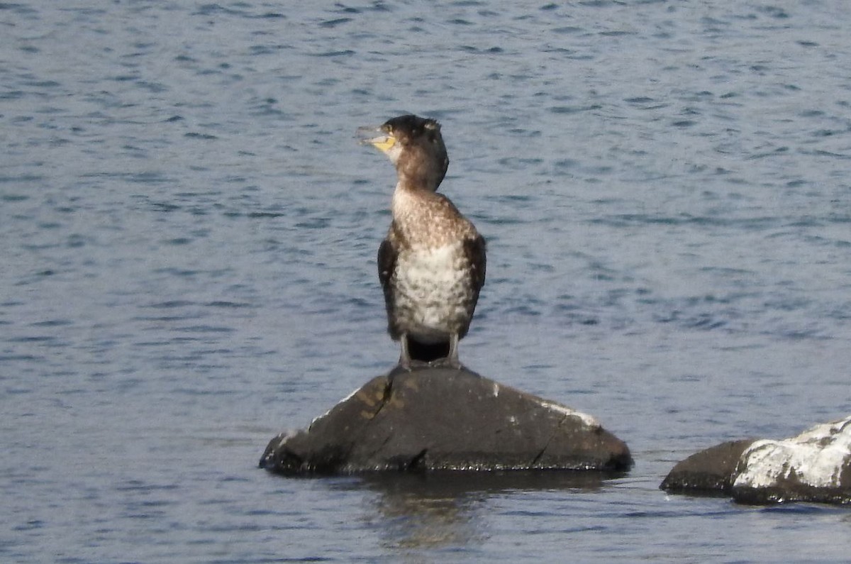 Great Cormorant - ML91944211